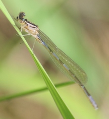 Coenagrion resolutum