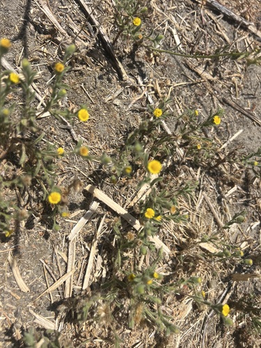 iNaturalist observation photo of Spanish False Fleabane