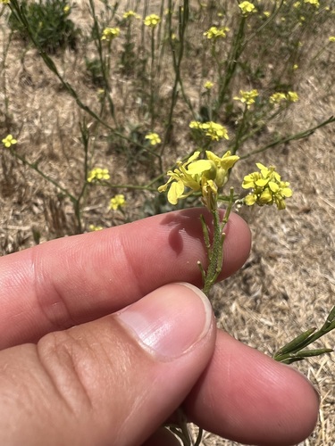 iNaturalist observation photo of Shortpod Mustard