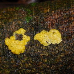 Trichoderma victoriense