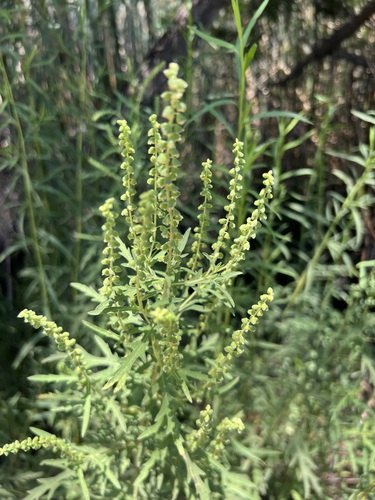 iNaturalist observation photo of western ragweed