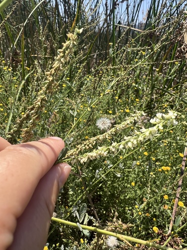 iNaturalist observation photo of small melilot