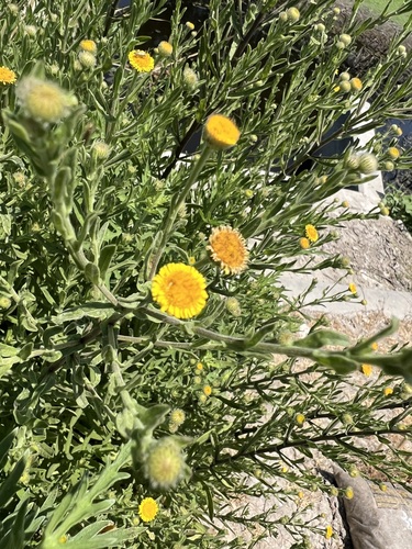 iNaturalist observation photo of Spanish False Fleabane