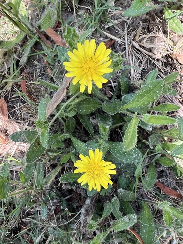iNaturalist observation photo of bristly oxtongue