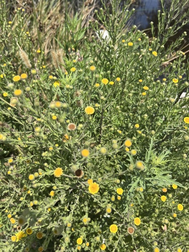 iNaturalist observation photo of Spanish False Fleabane