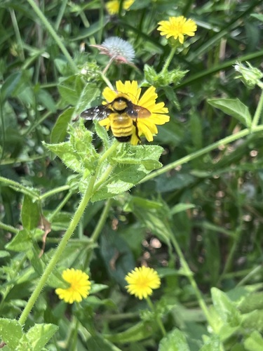 iNaturalist observation photo of Sonoran Bumble Bee