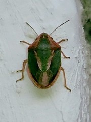 Aeliomorpha