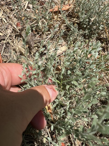 iNaturalist observation photo of Alkali Weed