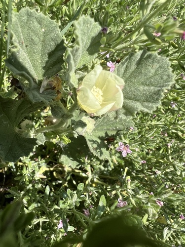 iNaturalist observation photo of alkali mallow