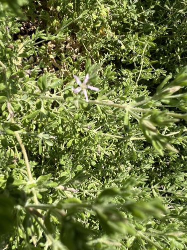 iNaturalist observation photo of Alkali Heath