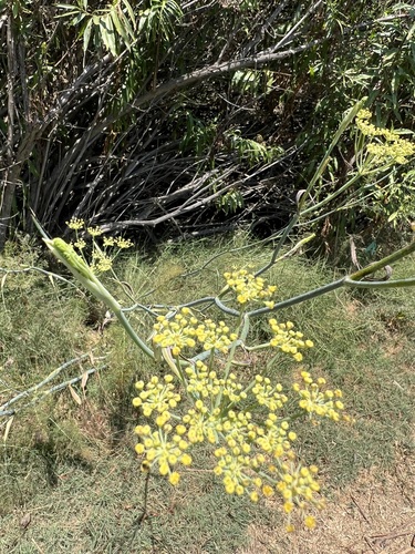 iNaturalist observation photo of fennel