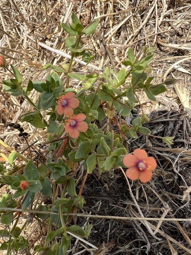 iNaturalist observation photo of scarlet pimpernel