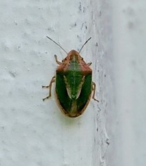 Aeliomorpha