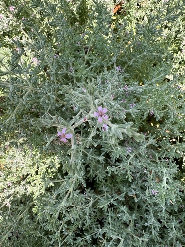 iNaturalist observation photo of Alkali Heath
