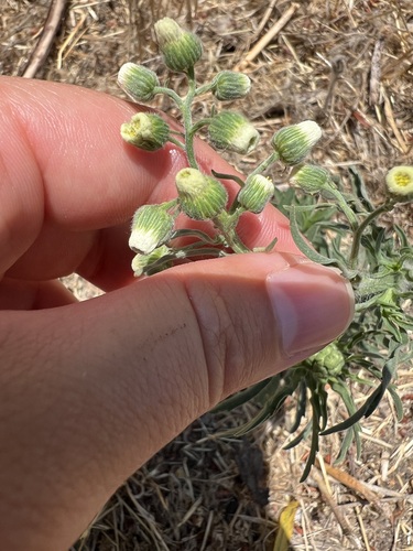 iNaturalist observation photo of Flax-leaved Horseweed