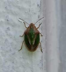 Aeliomorpha