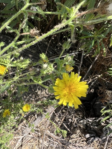 iNaturalist observation photo of bristly oxtongue