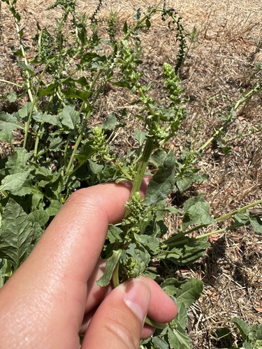 iNaturalist observation photo of Beet