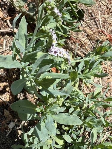 iNaturalist observation photo of alkali heliotrope