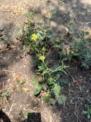 iNaturalist observation photo of Shortpod Mustard