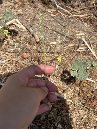 iNaturalist observation photo of Shortpod Mustard