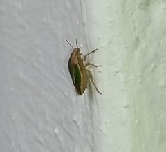 Aeliomorpha