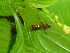 Nomada