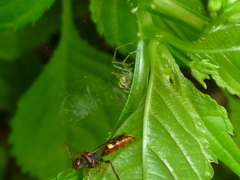 Nomada