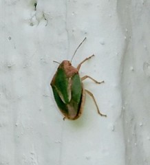 Aeliomorpha