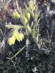 Onosma