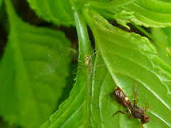 Nomada