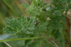 Philopedon plagiatum