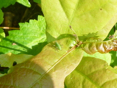 Leptophyes punctatissima