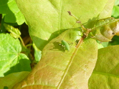 Leptophyes punctatissima