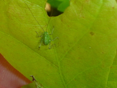 Leptophyes punctatissima