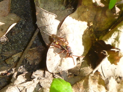 Nomada