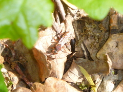 Nomada