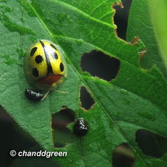 Chiridopsis bowringii