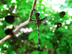 Macrothemis inequiunguis