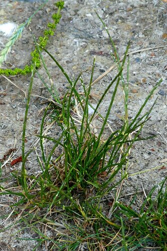 Image of Parapholis strigosa by no rights reserved