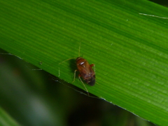 Heteroptera