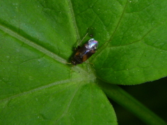 Pterygota