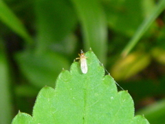 Diptera