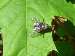 Diptera