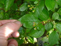 Cotoneaster bullatus