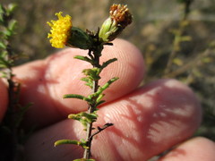 Marasmodes