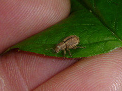 Strophosoma melanogrammum