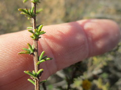 Marasmodes