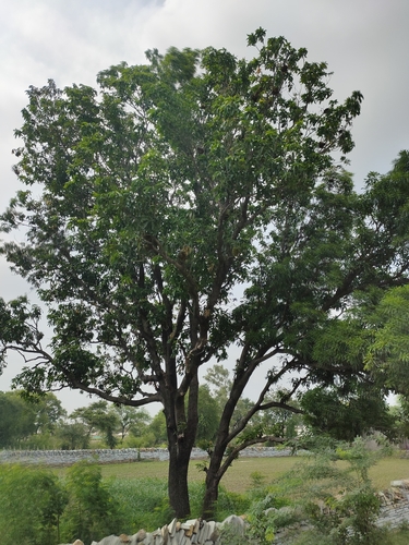 Indian mango