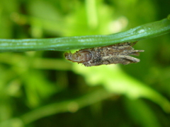 Psychidae